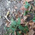 Circaea lutetiana habit picture by Martine (cc-by-sa)