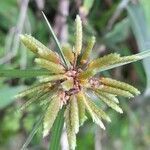 Cyperus incomtus flower picture by Trap Hers (cc-by-sa)