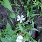 Gypsophila elegans flower picture by Jade Potter (cc-by-sa)