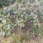 Quercus ilicifolia habit picture by Matthias Foellmer (cc-by-sa)