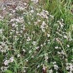 Asperula cynanchica habit picture by Benjamin ALLARD (cc-by-sa)