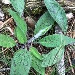 Hieracium glaucinum leaf picture by Nora Walbrun (cc-by-sa)