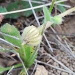 Hedypnois rhagadioloides fruit picture by Pedrocchi César (cc-by-sa)