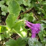 Primula latifolia habit picture by Michel Julien-Laferrière (cc-by-sa)