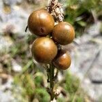 Asphodeline lutea fruit picture by Fiesta Montenegro (cc-by-sa)