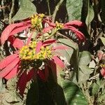 Euphorbia pulcherrima flower picture by LUIS MIGUEL MARTINEZ NICACIO (cc-by-sa)