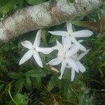 Jasminum officinale flower picture by Valentine Leullier (cc-by-sa)