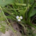 Alisma lanceolatum flower picture by Michel AMBROISE (cc-by-sa)