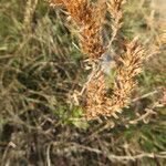 Hyssopus officinalis fruit picture by vero (cc-by-sa)