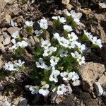 Saxifraga androsacea flower picture by Ysatis Aufrere (cc-by-sa)