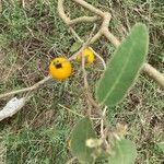 Solanum incanum fruit picture by Wallace Kanyuira (cc-by-sa)