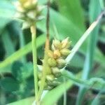 Carex punctata fruit picture by Diego Alex (cc-by-sa)