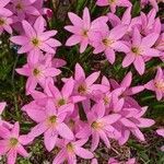 Zephyranthes rosea flower picture by Jesus Rodríguez (cc-by-sa)