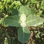 Calotropis gigantea leaf picture by evelina tarvainen (cc-by-sa)