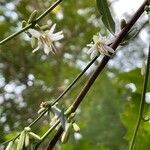 Nabalus albus flower picture by guinnevere lowe (cc-by-sa)