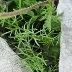 Achillea atrata leaf picture by Jani Zadrgal (cc-by-sa)