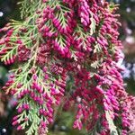 Chamaecyparis lawsoniana flower picture by Dieter Albrecht (cc-by-sa)