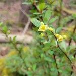 Berberis thunbergii flower picture by Jesse Herb (cc-by-sa)