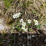 Saxifraga androsacea flower picture by hélène thomas (cc-by-sa)