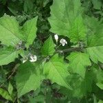 Solanum villosum habit picture by Radbout Timmer (cc-by-sa)