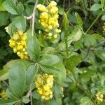 Berberis vulgaris flower picture by Katjana Brucoli (cc-by-sa)