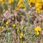 Senecio sylvaticus habit picture by Aurélia et JChris Courte-Barbary (cc-by-sa)