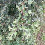 Cotoneaster horizontalis leaf picture by Christian Biegel (cc-by-sa)