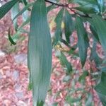 Acacia spirorbis leaf picture by Julien Barrault (cc-by-sa)