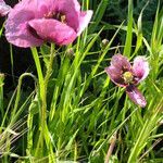 Papaver somniferum habit picture by Mel Mun (cc-by-sa)