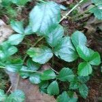 Rubus hispidus leaf picture by Matt P (cc-by-sa)