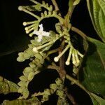 Guettarda crispiflora flower picture by Nelson Zamora Villalobos (cc-by-nc)