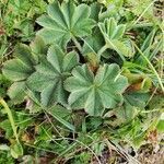 Alchemilla vetteri leaf picture by Spolaor Dino (cc-by-sa)