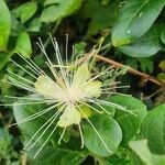 Capparis tomentosa flower picture by susan brown (cc-by-sa)