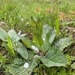 Verbascum phoeniceum habit picture by Ka Janine (cc-by-sa)