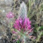 Trifolium purpureum flower picture by Denis Bastianelli (cc-by-sa)