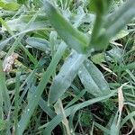 Calendula arvensis leaf picture by V. Olbier (cc-by-sa)