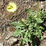 Crepis albida habit picture by francois tissot (cc-by-sa)