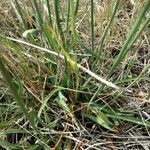 Armeria arenaria leaf picture by Toñi Antonio (cc-by-sa)