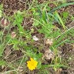 Calendula arvensis habit picture by Alexandre Labbe (cc-by-sa)