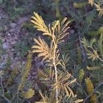 Prosopis farcta leaf picture by P I (cc-by-sa)