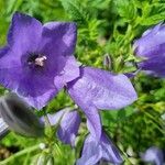 Campanula persicifolia flower picture by faulkner (cc-by-sa)