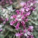 Teucrium gnaphalodes l'hér. flower picture by Víctor Huete (cc-by-sa)