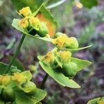 Euphorbia biumbellata fruit picture by feliu laura (cc-by-sa)