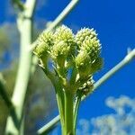 Eryngium pandanifolium flower picture by Trap Hers (cc-by-sa)