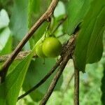 Celastrus orbiculatus fruit picture by William Coville (cc-by-sa)