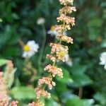 Rumex sanguineus flower picture by John Muldowney (cc-by-sa)