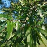 Quercus phellos fruit picture by Fabrice Btn (cc-by-sa)