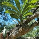 Catasetum integerrimum habit picture by Pestana João (cc-by-sa)