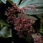 Medinilla speciosa flower picture by Daniel Barthelemy (cc-by-nc)