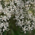 Angelica razulii flower picture by Marc Fily (cc-by-sa)